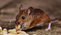 24 Hour & Emergency Exterminators in Lake Wales, FL